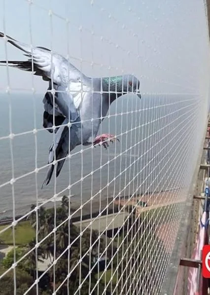 Pigeon and Bird Nets